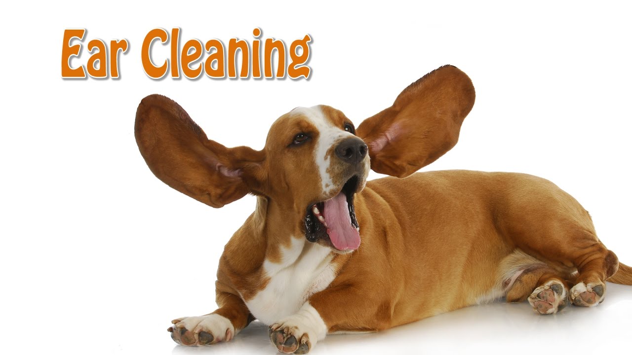 Dog Ears Cleaning - By Tanya's Mobile Grooming Houston